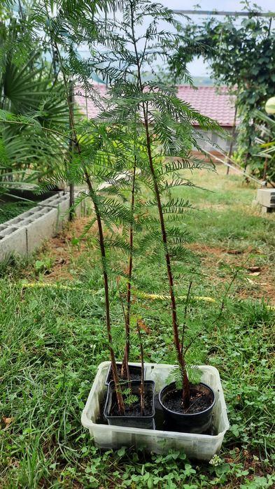 vind chiparosi de balta