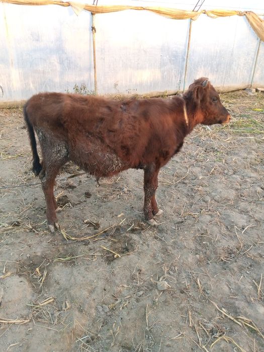 Букачалар сотилади , уйни моли