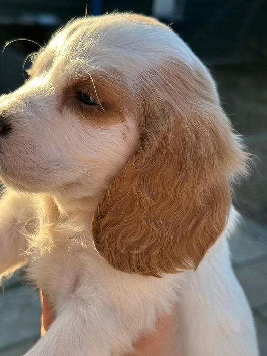 Русский спаниель