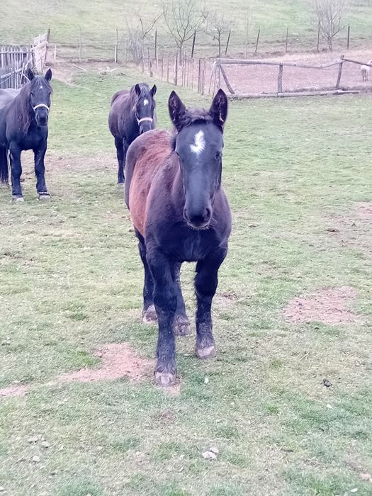 Vând manza de 6 luni