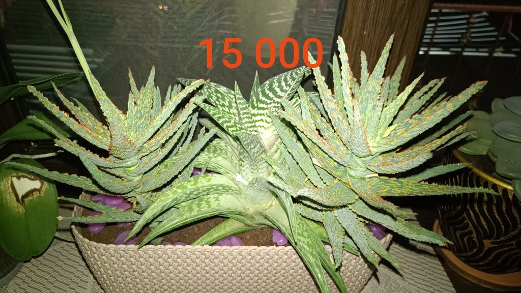 Комнатные растения