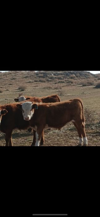 Еркек торпақ сатылады