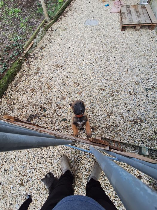 Белгийска Малиноа