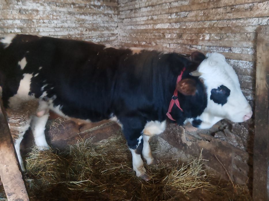 Vând vițel de rasa bălțată românească