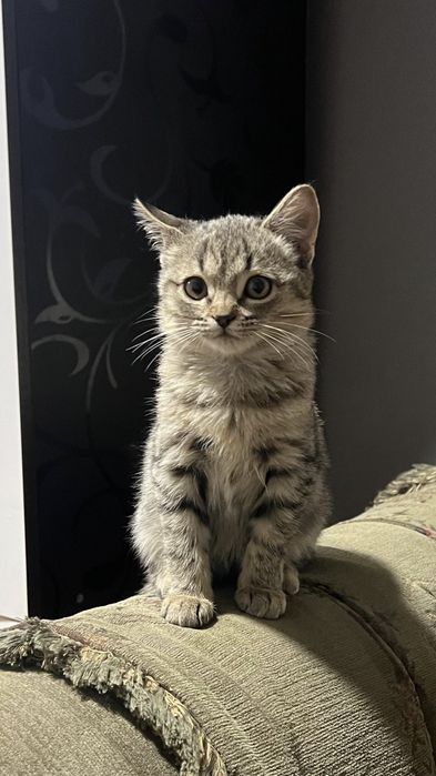 Отдам в добрые руки двух очаровательных котят
Возрас