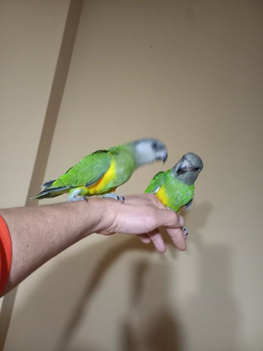 Сенегалски папагали