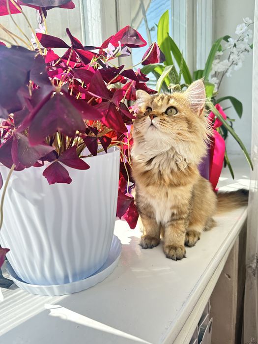 Котенок шиншилла девочка, срочно