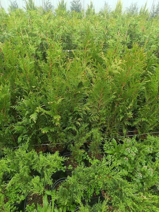 Tuia smarald , Leylandii, Globulari, Laur Englezesc