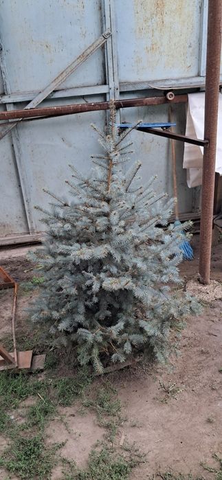 Елка сатылады.срочноо