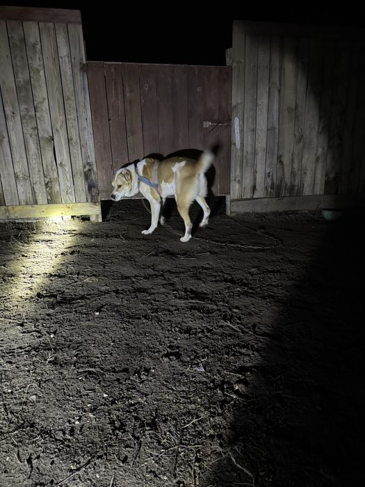 Алабай одам даром не злой сабака  …………………………………………………………………………………………..