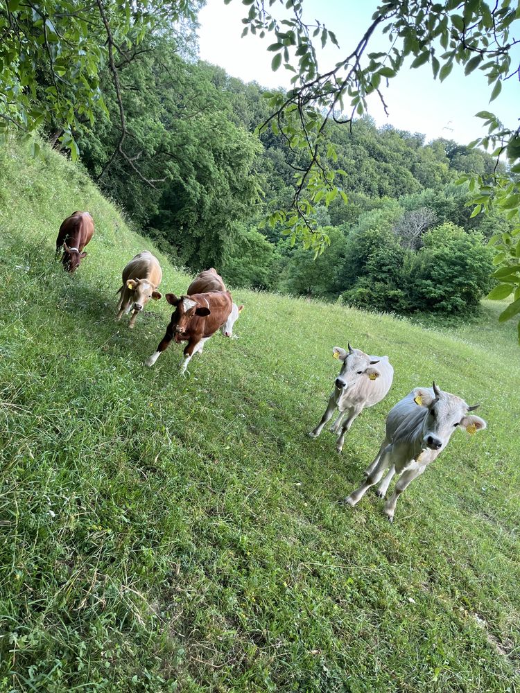 Vand juninci tinere pentru tinut sau sacruficat