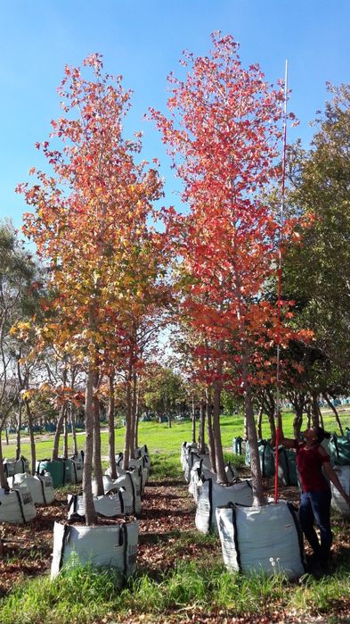 Pomi ornamental  arborele  de guma Liquidambar