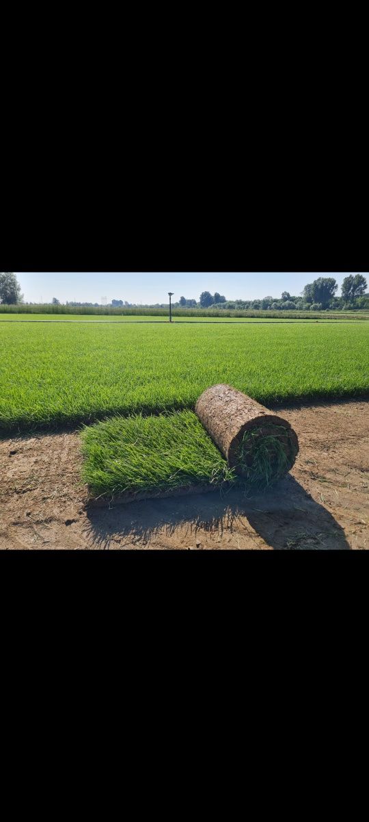 Amenajez gradini cu gazon rulou si plante ornamentale sistem de irigat