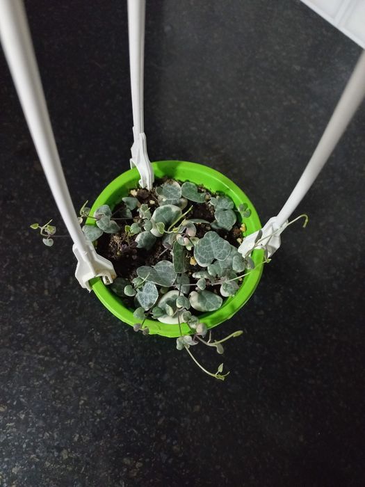 Продаётся церопегия вариегатная