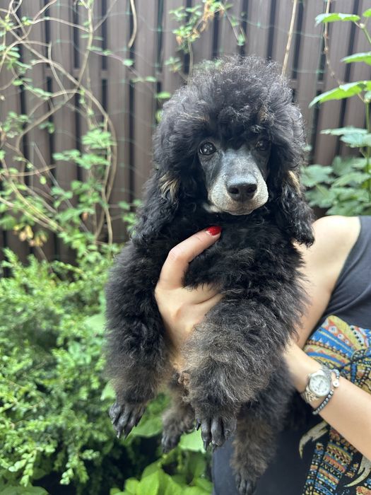 Щенки пуделя. Фантом.