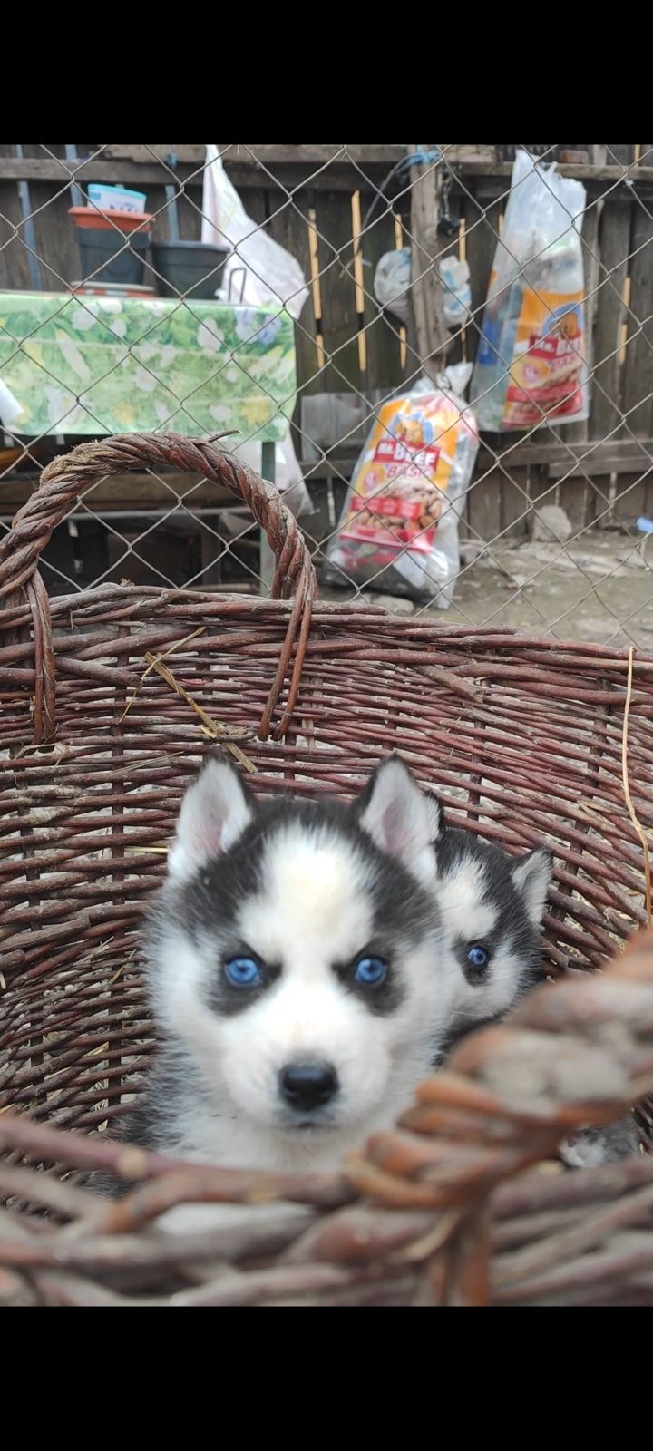 Husky Siberian rasa pura