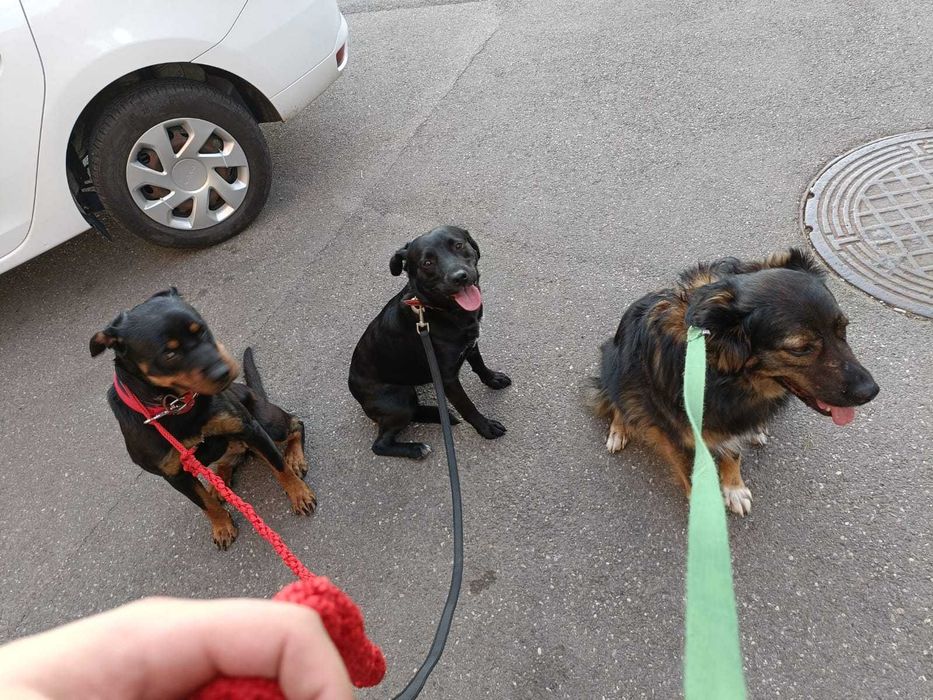 Dresaj canin de baza