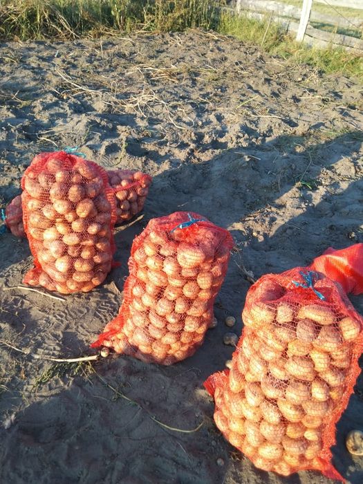 Продам картофель