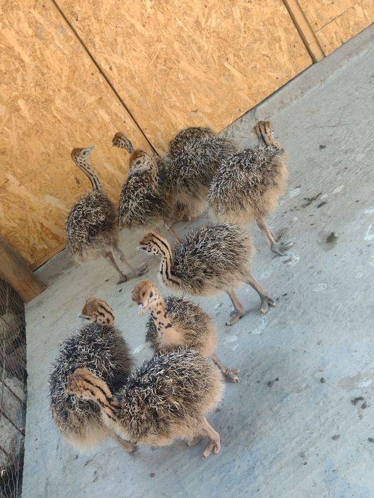 Puișori de struț..