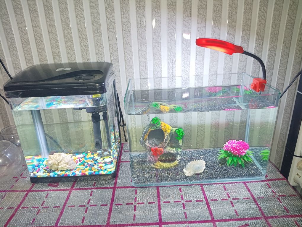 Xitoy mini akvarium 10 ta daniyo baliq bilan komplekt sotiladi