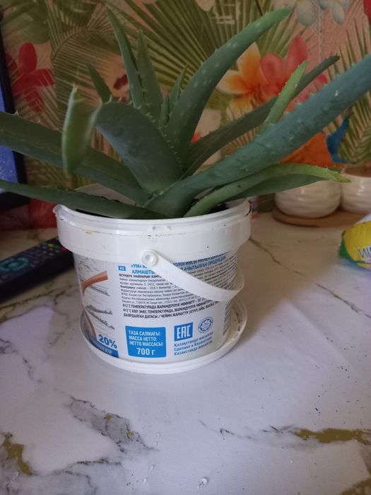 Продам алое веры  отросток