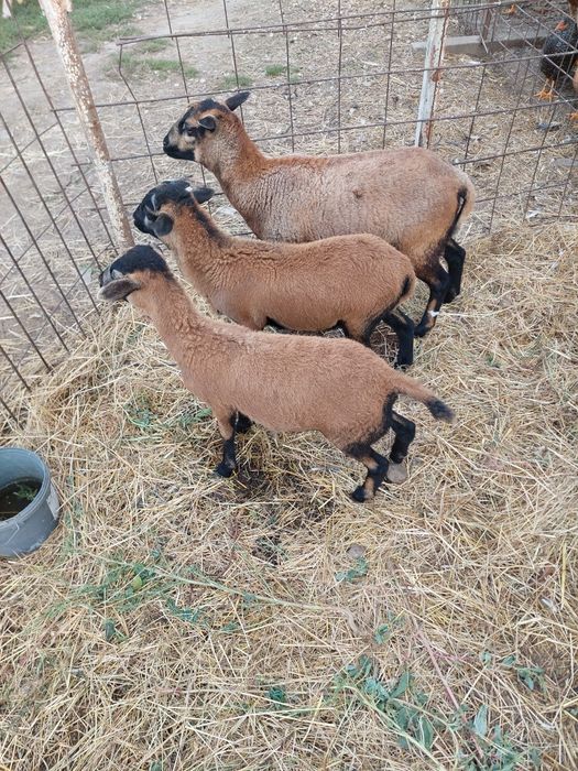 Vand 2 miele și un berbec de Camerun