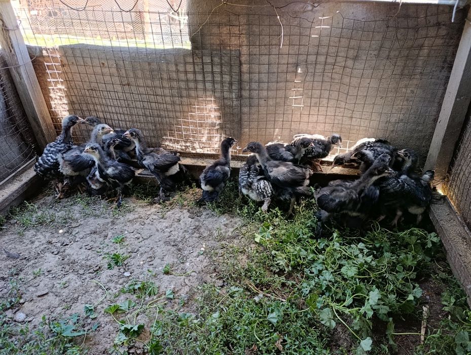 Цыплята черной  Брамы