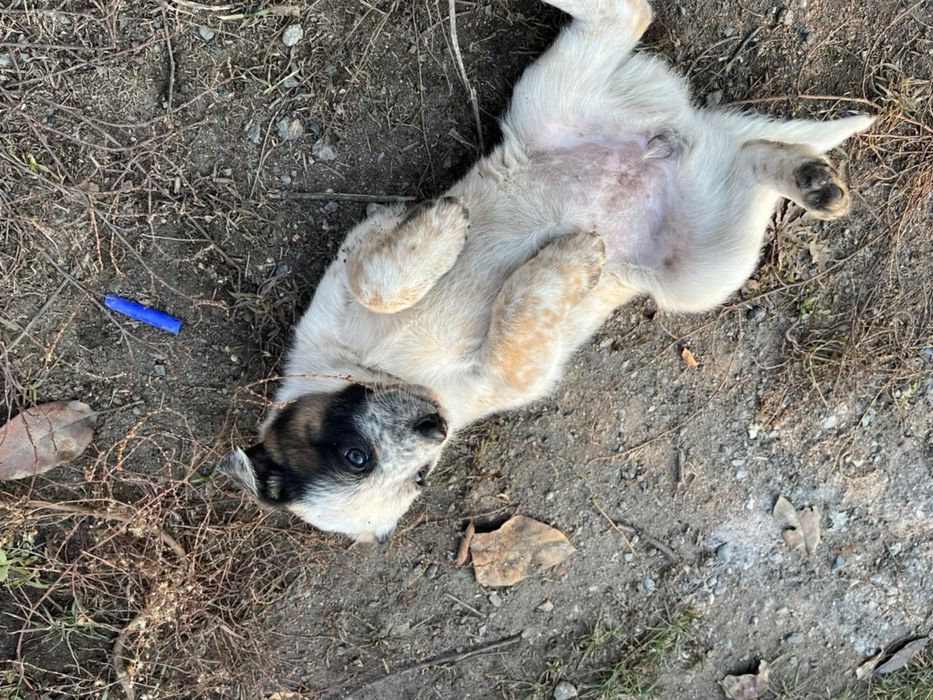 Щенки бесплатно!