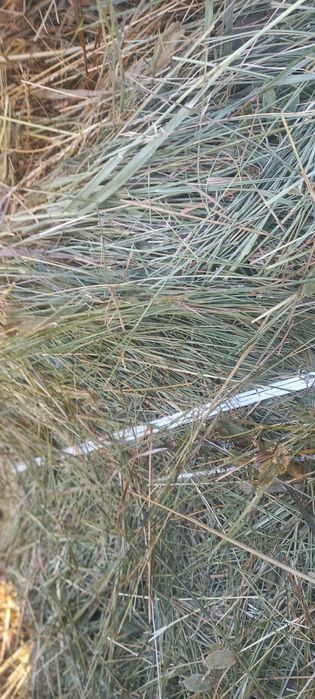 Продам сено в любых количествах