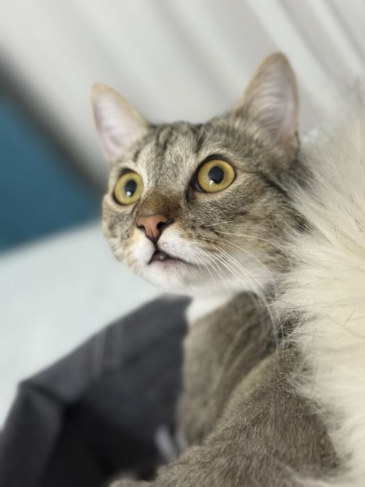 Отдам котика в добрые руки