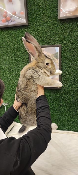 Flandr quyon sotiladi erkak 1 yoshdan oshgan