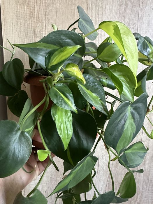 Продам комнатные растения