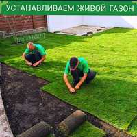 Установка живого газона в Ташкенте от официального дилера Eurogazon