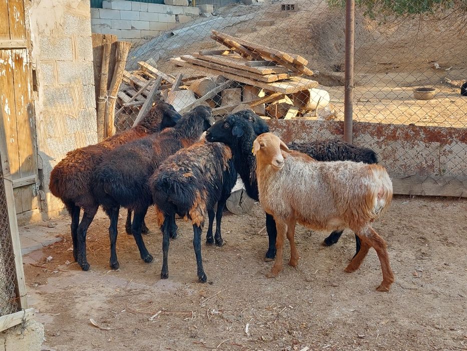 Семіз жем жеп тұрған бойдақ қойлар сатылады.  Сойып береміз