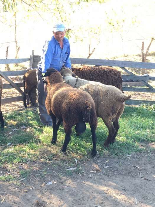 berbeci si oi mielute rasa jura