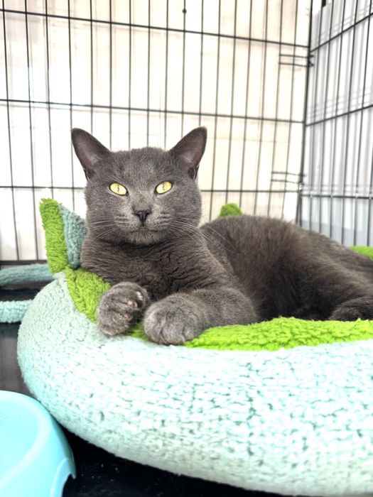 Русская голубая в добрые руки