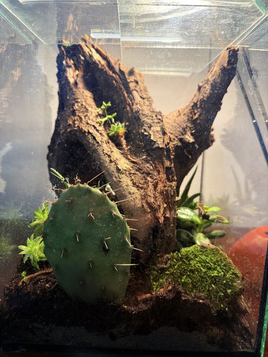 Флорариум в стъклен куб