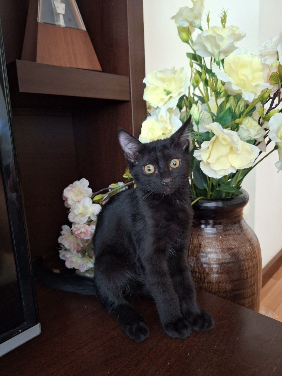 Котята van kedisi (турецкая ангора