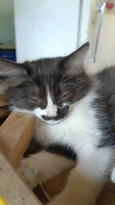 Отдаю котят в хорошие руки!