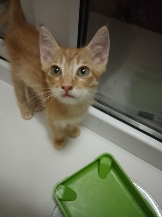 Котята ищут добрый дом