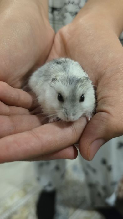 Хомяк по 500 тг есть клетки