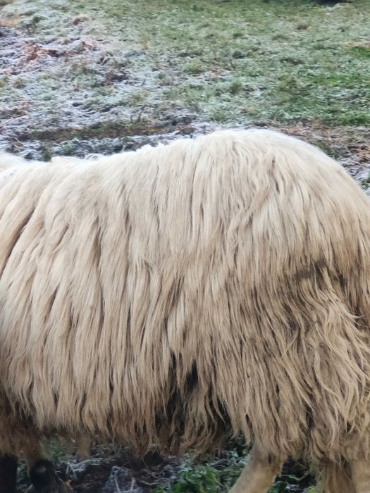 Berbec de un an  și jumătate