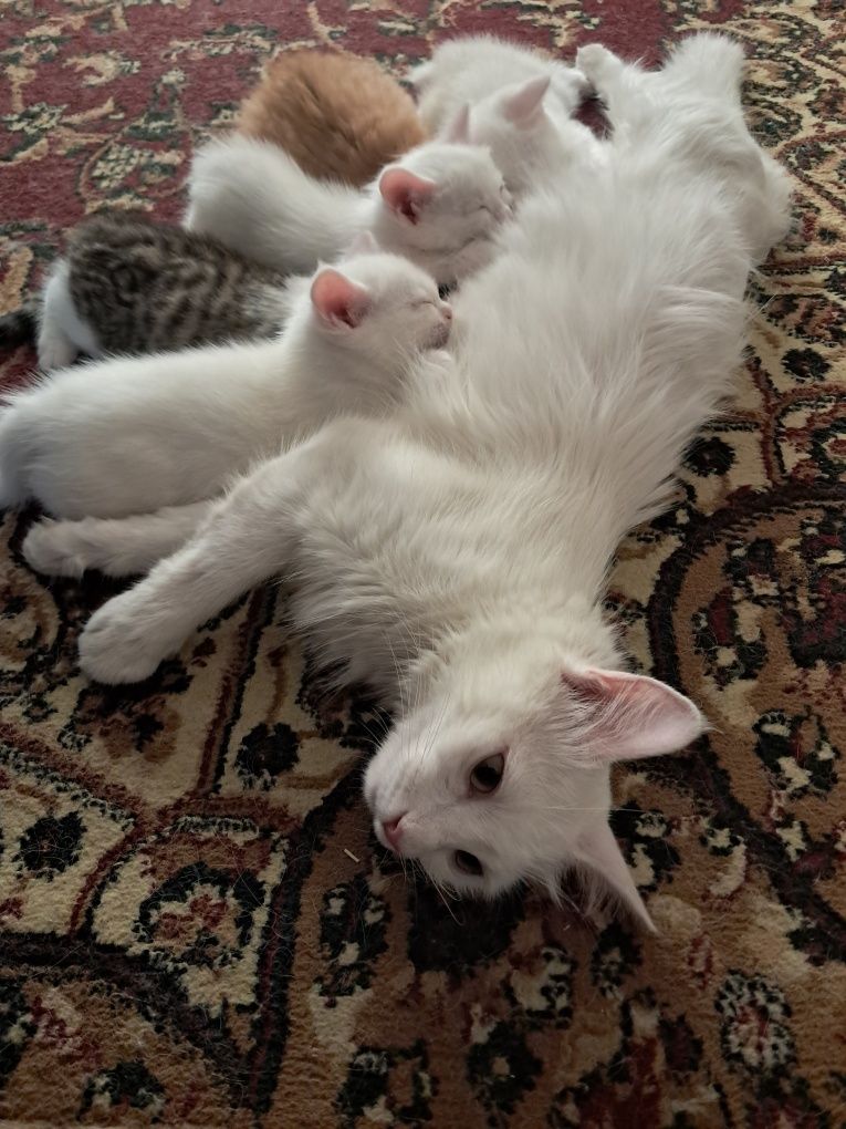 Котята турецкой Ангоры