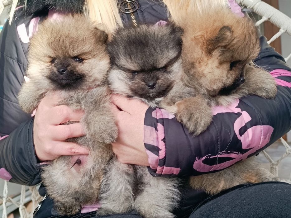 Померан, мини померан