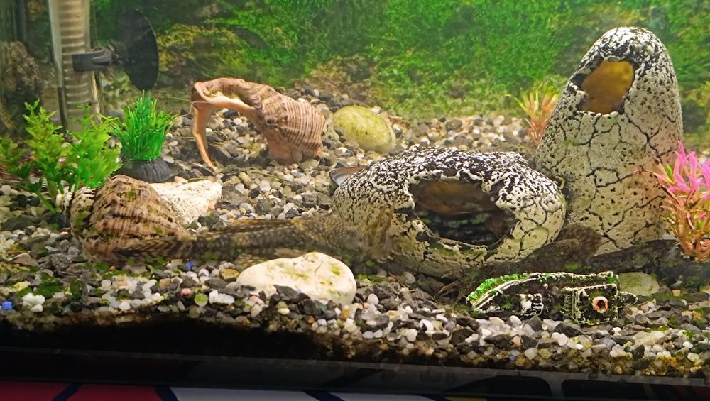 Vand pesti cu acvariu