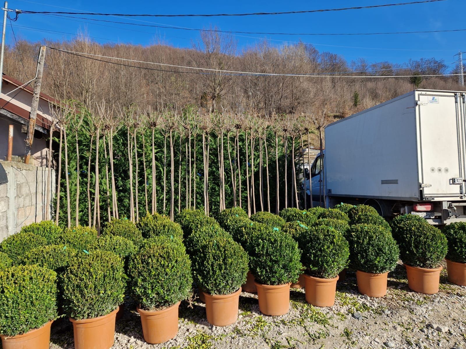 Buxus globular Eunimus globular