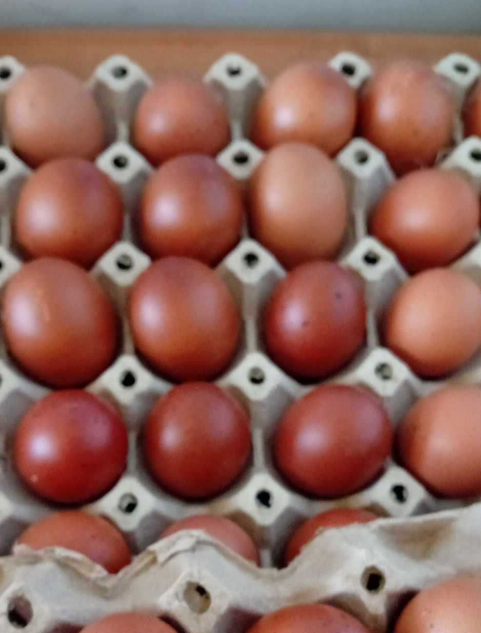 Бял Легхорн-Свободни яйца пилета и кокошки