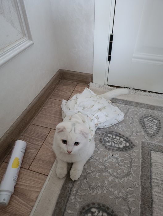 Zotdor Mushuk Sotiladi