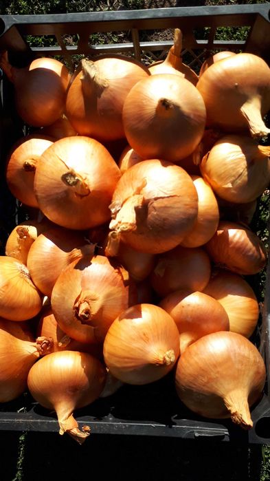 Ceapă galbenă plata de vanzare