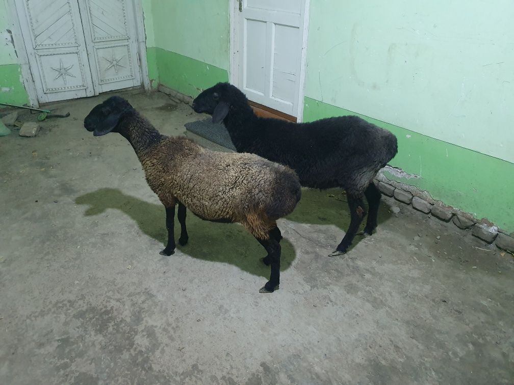 2ta yosh quyla sotiladi Shofirkonda